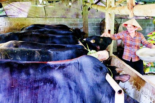 Thái Nguyên thực hiện gần 60 mô hình giảm nghèo