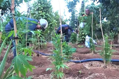 Phát hiện vụ trồng trái phép hơn 1.000 cây cần sa ở Đắk Lắk