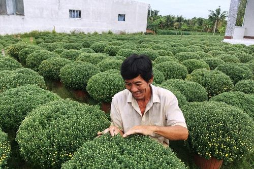 Làng hoa, cây kiểng Bến Tre hối hả đón Tết