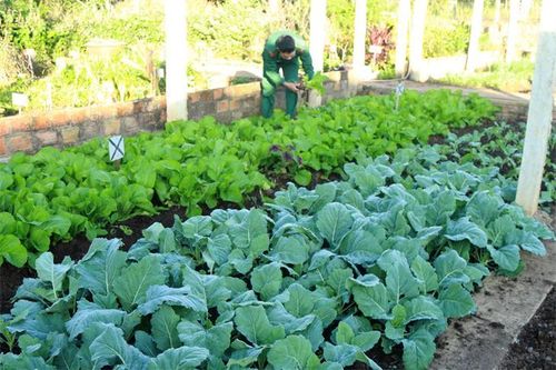 Tích cực tăng gia phục vụ Tết Nguyên đán 2021