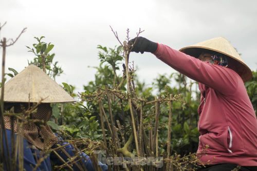 Thủ phủ mai vàng miền Trung hối hả vụ tết