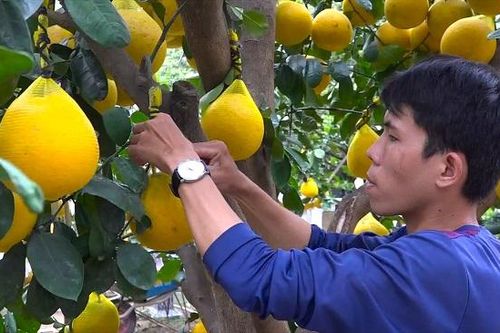 Hàng trăm cây bưởi Diễn trĩu quả, vàng ươm đổ bộ TP.HCM, cao nhất 70 triệu