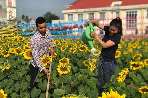 Dân mạng 'tan chảy' trước vẻ lãng mạn mê hồn của cánh đồng hoa mặt trời ở Bình Phước