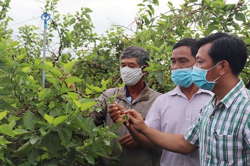 Phú Tân tiếp nối thành quả 'Năm nông nghiệp'