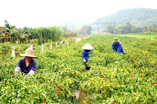 Nông dân Sơn Dương trúng vụ ớt xuân
