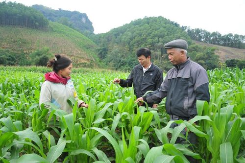 Phát huy vai trò của tổ chức đảng trong vùng đồng bào dân tộc thiểu số