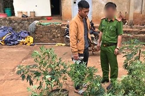 Xen canh cây cần sa trong rẫy cà phê