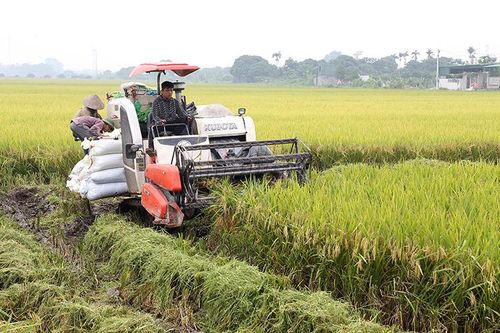 Sản xuất lúa chất lượng cao ở Hà Nam