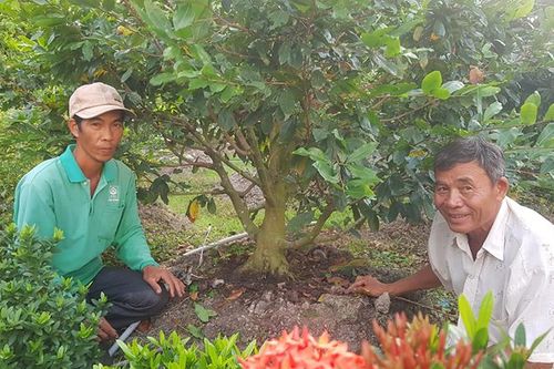 Làng mai vàng Tân Tây vào Tết