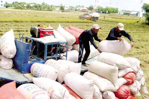 Vì sao Việt Nam nhập khẩu gạo?