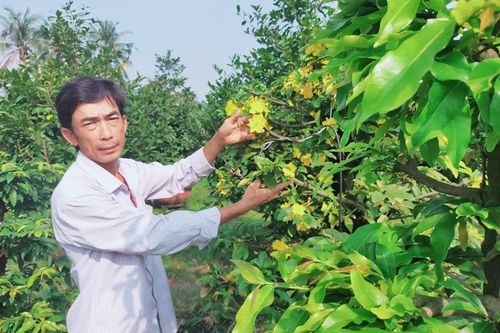 Đông Nam bộ phập phồng vụ hoa tết