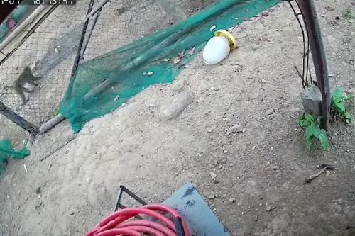Khỉ mặt đỏ quý hiếm xuất hiện ở khu dân cư, tấn công người dân