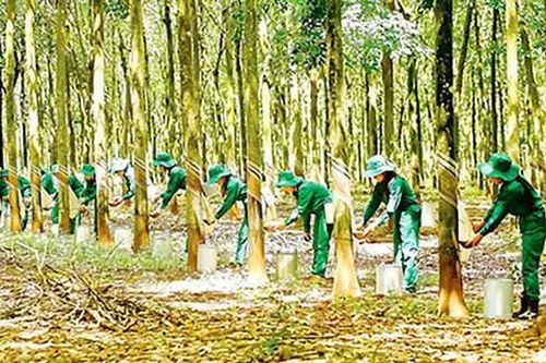 Năm 2021-Tiêu thụ cao su thuận lợi hơn