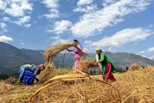 Việt Nam nhập khẩu gạo Ấn Độ: Thực ra là để làm… bia