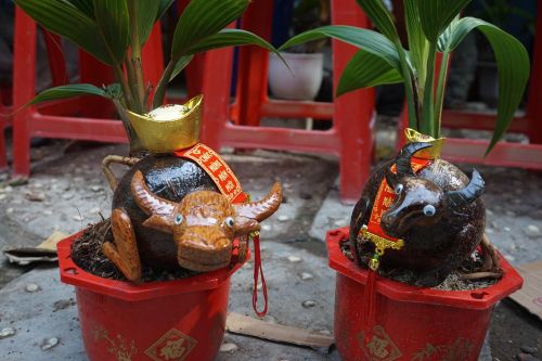 Độc đáo bonsai dừa tạo hình con trâu đón Tết Tân Sửu 2021
