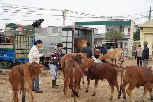 Nhộn nhịp phiên chợ trâu, bò lớn nhất vùng Bắc Trung bộ