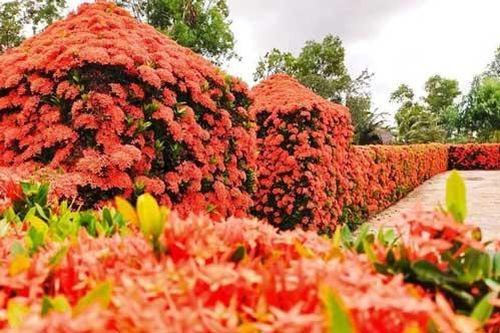 'Dành cả thanh xuân' để làm hàng rào, gia đình ở miền Tây khiến ai nấy mắt tròn mắt dẹt với thành quả đáng đồng tiền bát gạo