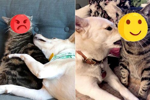 Liên tục bị 'bạn chó' làm phiền, biểu cảm tức giận của chú mèo khiến CĐM thích thú