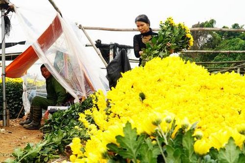 Người dân Tây Tựu 'ăn, ngủ cùng hoa' giữa đêm rét buốt