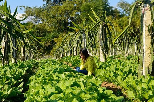Tập trung xây dựng xã nông thôn mới nâng cao