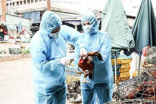 Đảm bảo an toàn cho đàn vật nuôi