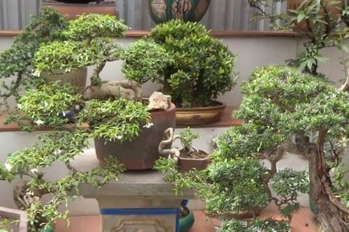 Trộm cây cảnh chơi Tết có thể phải ngồi tù tới 20 năm