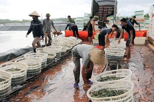 Quảng Ninh: Thêm một huyện được công nhận đạt chuẩn nông thôn mới
