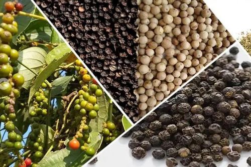 Giá tiêu hôm nay 8/1: Giá tiêu thế giới tăng nhẹ, trong nước giữ mốc 54 triệu đồng/tấn