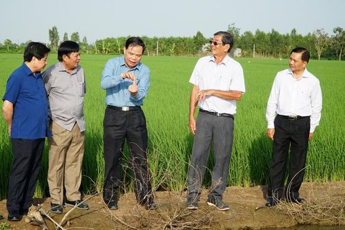 Kiểm tra sản xuất lúa vụ đông xuân 2020 - 2021 tại tỉnh Sóc Trăng