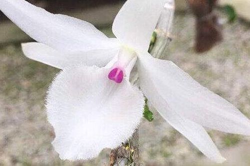 Bỏ tiền tỷ mua lan đột biến, 4 người đàn ông nhận 'cái kết' đắng