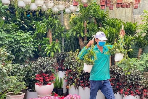 Vào mùa hoa tết, tiểu thương TPHCM 'vừa bán vừa thăm dò'