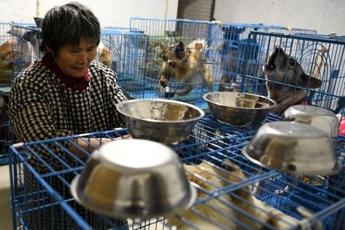 Bán nhà, vay nợ, dậy từ 4 giờ sáng để nuôi 1000 con chó, 100 con mèo và 4 con ngựa