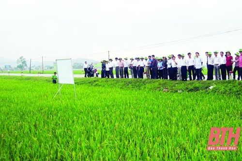 Hiệu quả từ chuyển giao tiến bộ khoa học - kỹ thuật trong sản xuất nông nghiệp