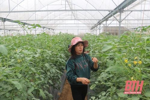 Xã Đông Yên phát triển sản xuất, nâng cao thu nhập cho người dân