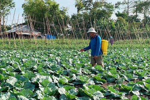Sản xuất rau màu cho vụ Tết