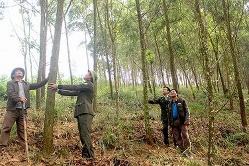 Đoan Hùng: Chú trọng công tác bảo vệ, phòng cháy, chữa cháy rừng