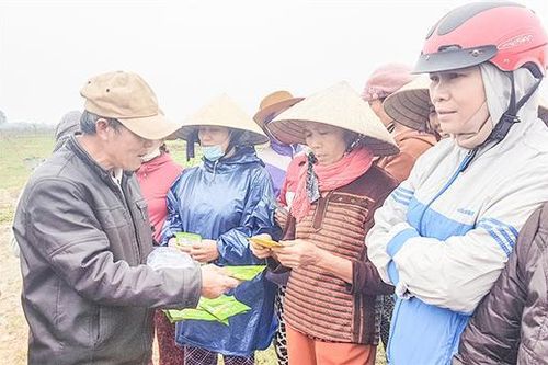 Triệu Phong nỗ lực tái thiết sản xuất nông nghiệp