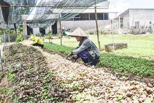 Phát triển nông nghiệp đô thị: Cần 'cú hích' mang tính đột phá