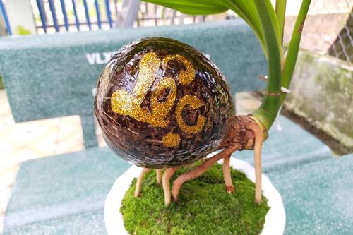 Dừa bonsai tài lộc đắt hàng dịp Tết Nguyên đán