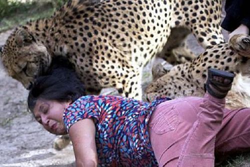 Mê chụp ảnh sống ảo, người phụ nữ bị báo đốm ngoạm tóc lôi đi