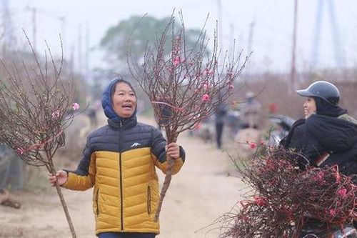 Xem tiểu thương vào tận ruộng 'săn' đào Nhật Tân nở sớm