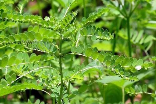 Thảo dược trị viêm gan