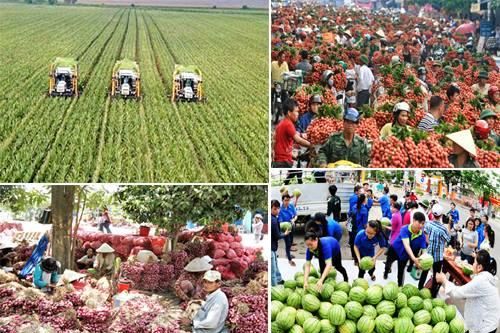 Nhiều tín hiệu vui từ thị trường nông sản
