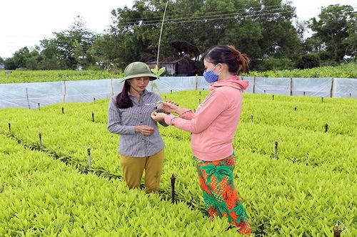 Đẩy mạnh dịch vụ môi trường rừng