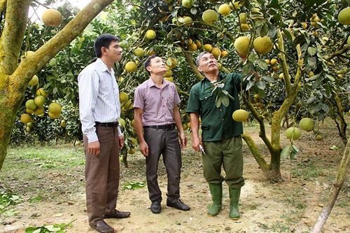 Nâng cao giá trị cây bưởi