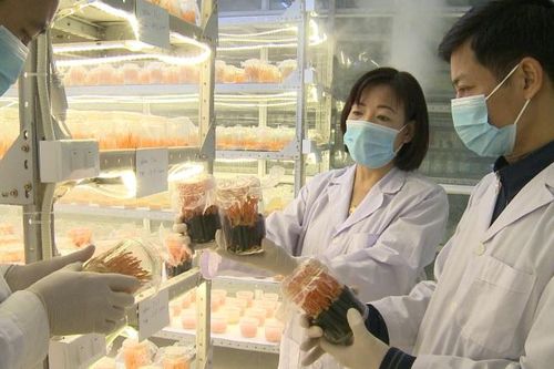 Trồng nấm đông trùng hạ thảo thoát nghèo