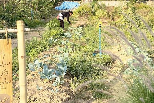 Phủ xanh đô thị bằng trang trại