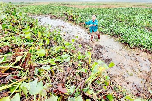 Vụ đông xuân miền Trung gặp khó