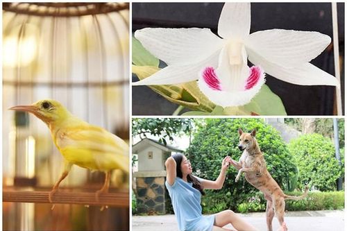 Thú chơi trông có vẻ 'bình dân' nhưng giá bạc tỷ của đại gia Việt