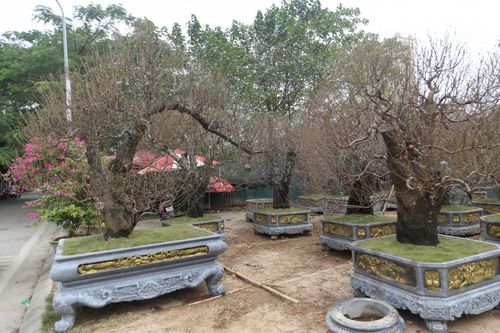 Cận cảnh những gốc đào 'có tiền cũng khó mua' xuất hiện trên đường phố Hà Nội